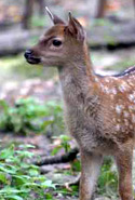baby-deer.jpg