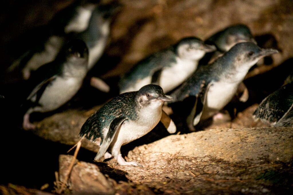 Watching the Fairy Penguins in Bicheno, Tasmania