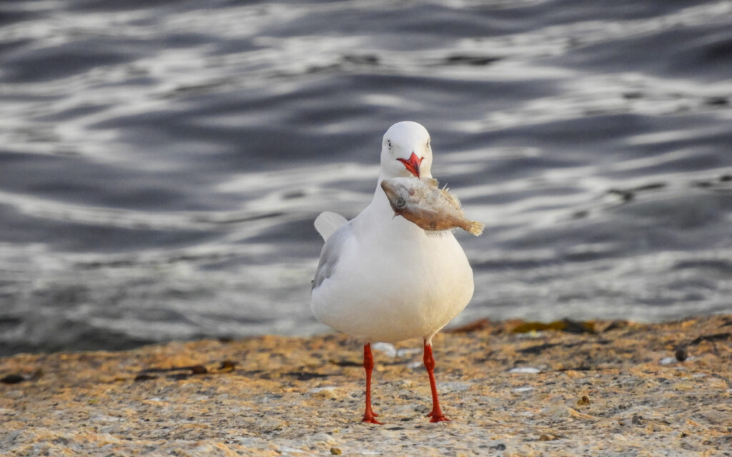 Seagull feasting on Leatherjacket washed ashore in Bicheno, Tasmania