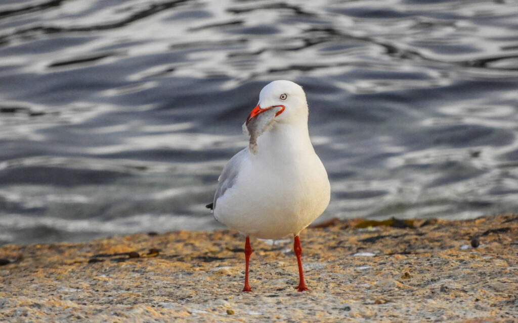 Seagull feasting on Leatherjacket washed ashore in Bicheno, Tasmania